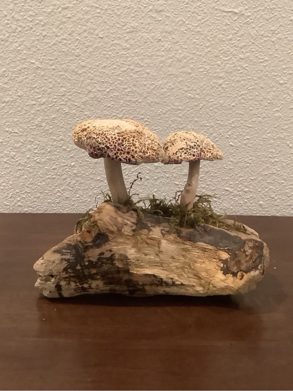 Driftwood Art, Driftwood & Seashell Mushrooms, Seashell Mushroom Art, Coastal - Picture 5 of 7